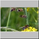 Eristalis interrupta - Mittlere Keilfleckschwebfliege 01.jpg